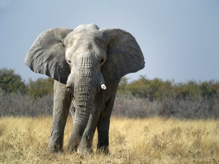 Саванный слон (Loxodonta africana) фото