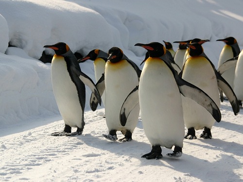 Императорский-пингвин-Описание-и-образ-жизни-императорского-пингвина-4