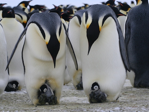 Императорский-пингвин-Описание-и-образ-жизни-императорского-пингвина-6