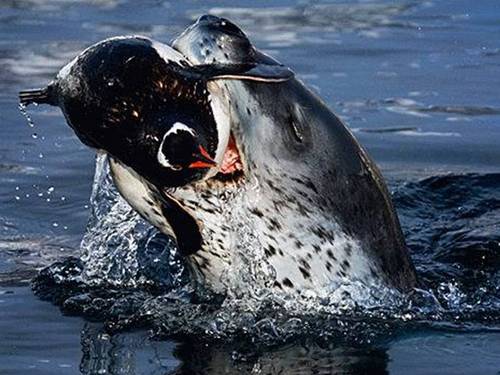 Морской-леопард-Описание-и-образ-жизни-морского-леопарда-5