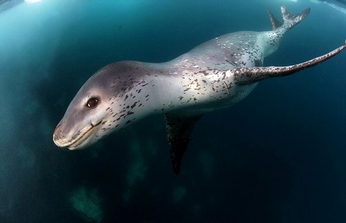 Морской-леопард-Описание-и-образ-жизни-морского-леопарда-4