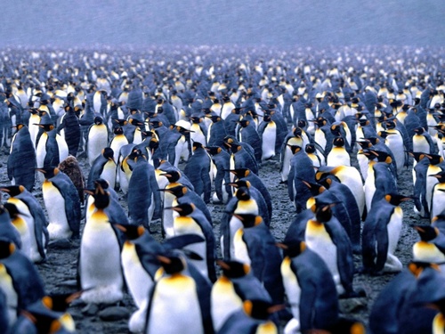 Императорский-пингвин-Описание-и-образ-жизни-императорского-пингвина-1