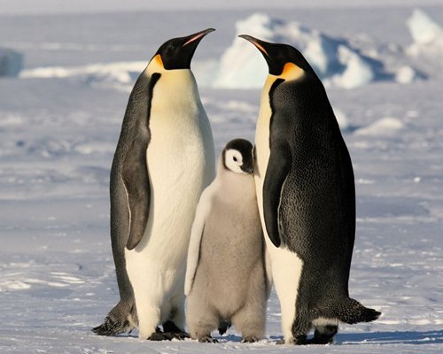 Императорский-пингвин-Описание-и-образ-жизни-императорского-пингвина-8