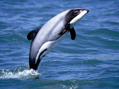 где можно посмотреть дельфинов и китов