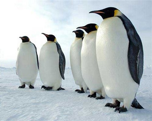 Императорский-пингвин-Описание-и-образ-жизни-императорского-пингвина-3