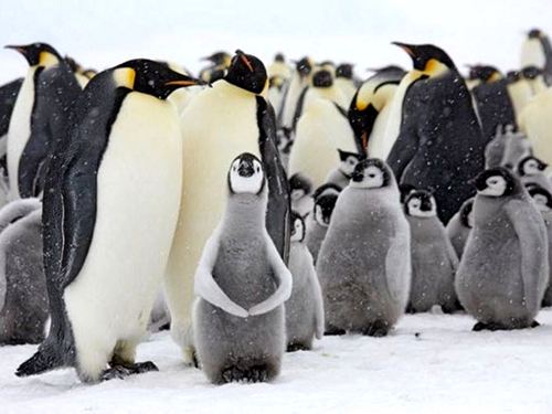 Императорский-пингвин-Описание-и-образ-жизни-императорского-пингвина7