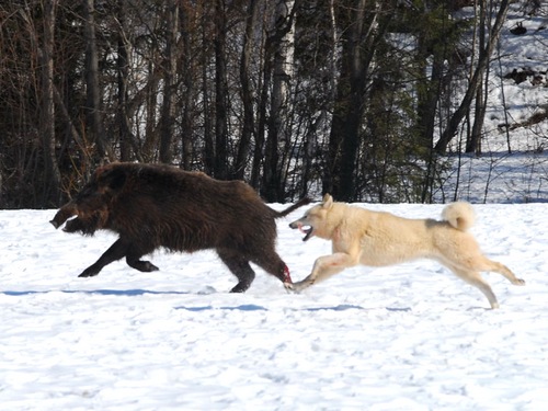 Охота на кабана зимой с собакой