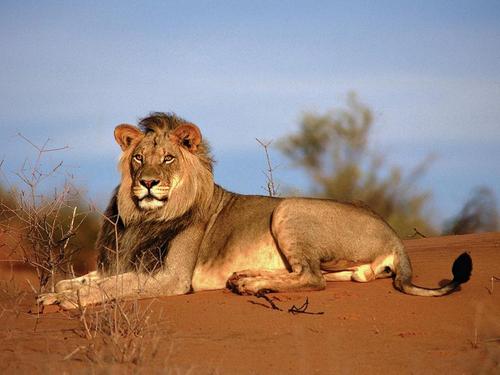 Африканский лев. Описание и образ жизни льва