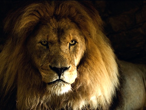 Африканский лев. Описание и образ жизни африканского льва