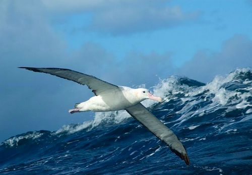 Альбатрос-птица-Описание-образ-жизни-и-виды-альбатроса-5