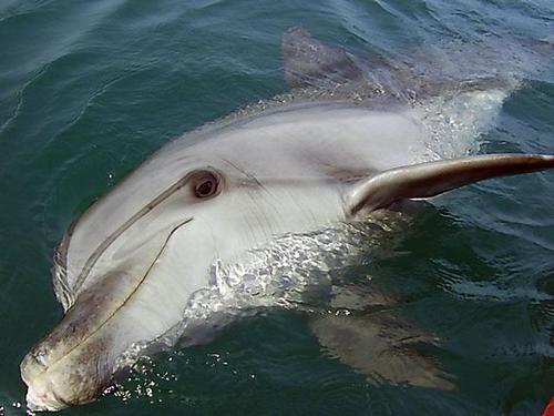 где смотреть дельфинов и китов