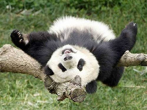 Панда-большая-и-малая-Описание-панды-5
