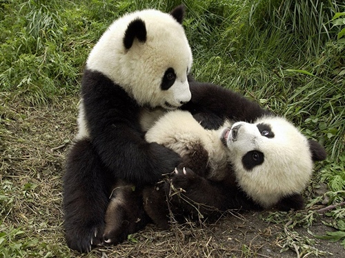 Панда-большая-и-малая-Описание-панды-4