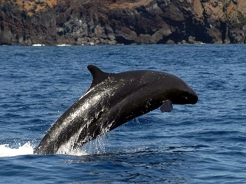 Касатка-или-косатка-Это-кит-или-дельфин-10