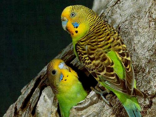 Волнистый-попугай-классификация-содержание-Описание-волнистых-попугайчиков-14