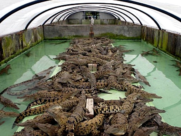 Нильский-крокодил-Описание-и-образ-жизни-нильского-крокодила-6