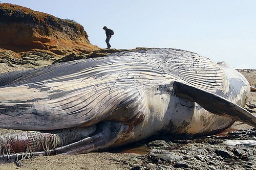 Синий кит животное. Описание и фото синего кита