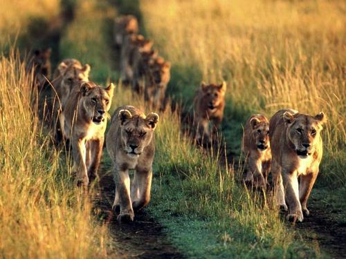 Сколько-живут-львы-Продолжительность-жизни-льва-1