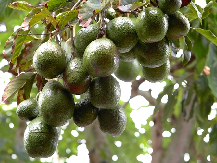 Авокадо-фрукт-или-овощ-Польза-и-вред-авокадо-3