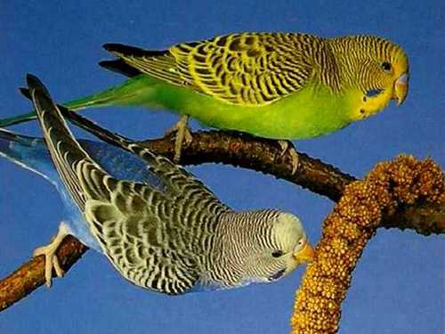 Волнистый-попугай-классификация-содержание-Описание-волнистых-попугайчиков-9