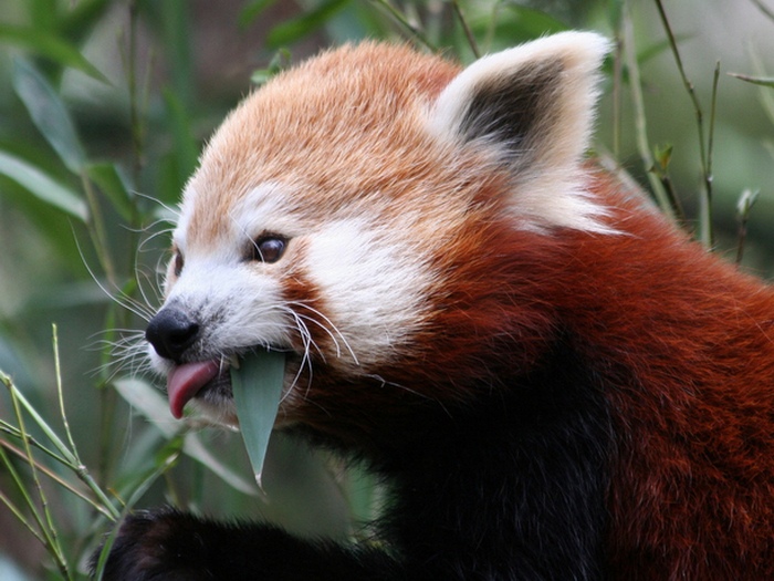 Что-ест-панда-в-природе-Чем-питаются-панды-кроме-бамбука-7