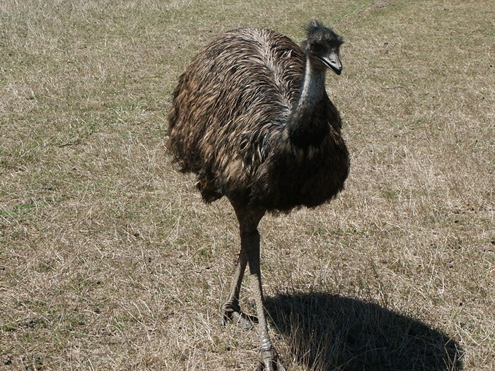 Австралийский страус эму