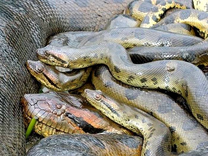 Анаконда-змея-Описание-виды-и-образ-жизни-анаконды-7