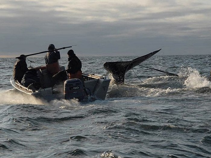 охота на кита