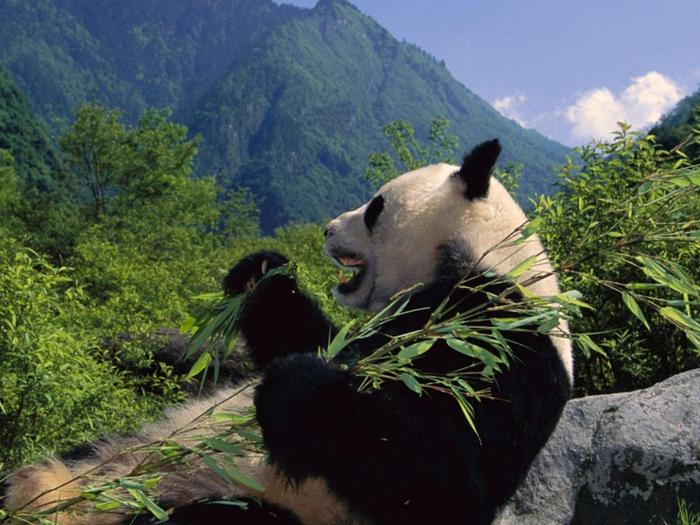 Где-живёт-панда-на-каком-материке-Где-обитает-панда-1