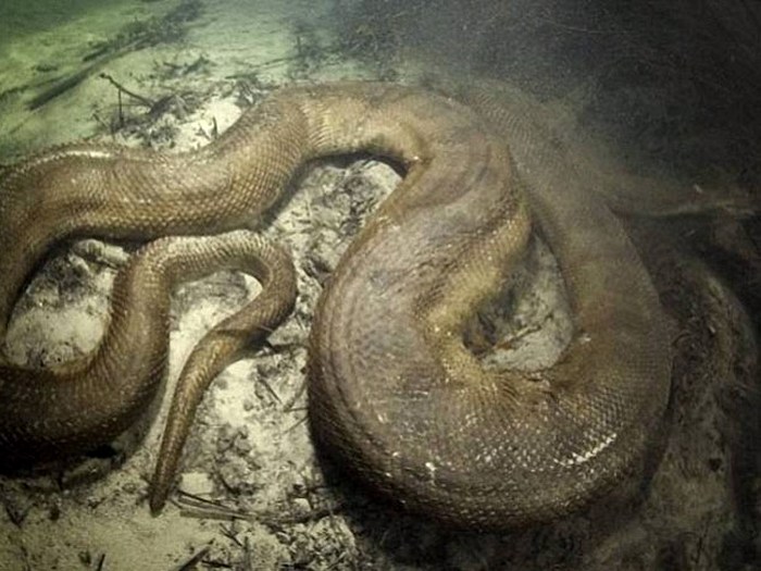 Анаконда-змея-Описание-виды-и-образ-жизни-анаконды-3