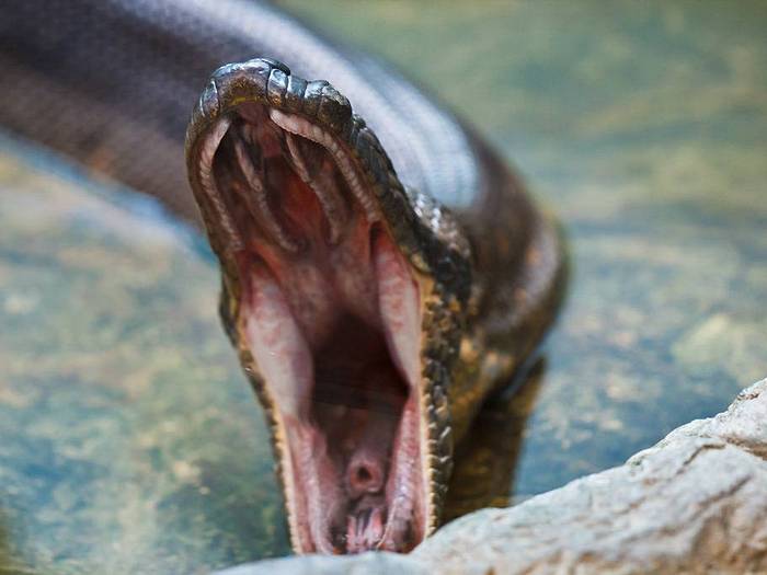 Анаконда-змея-Описание-виды-и-образ-жизни-анаконды-5