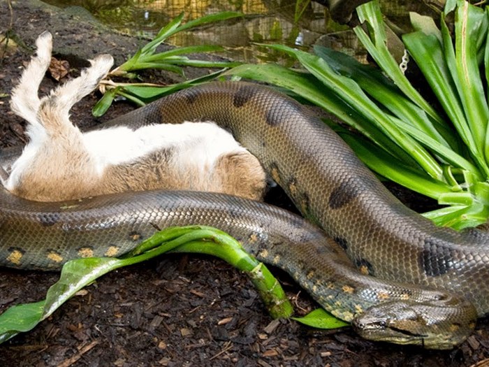 Анаконда-змея-Описание-виды-и-образ-жизни-анаконды-8