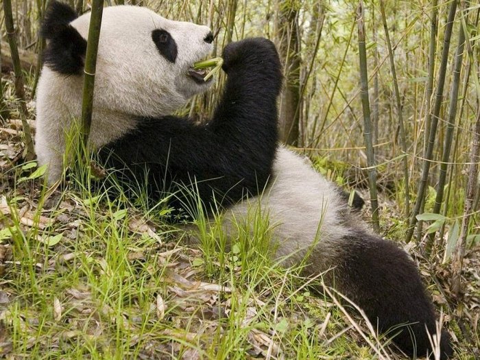 Где-живёт-панда-на-каком-материке-Где-обитает-панда-1