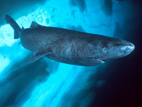 Гренландская-акула-Описание-и-образ-жизни-гренландской-акулы-2