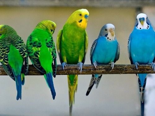 Волнистый-попугай-классификация-содержание-Описание-волнистых-попугайчиков-3
