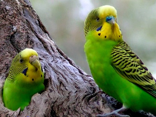 Волнистый-попугай-классификация-содержание-Описание-волнистых-попугайчиков-17