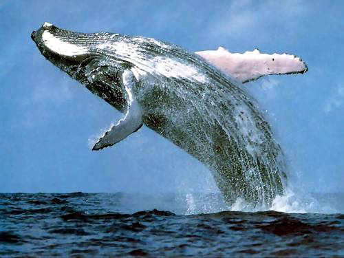 Синий-кит-животное-Описание-и-фото-синего-кита-1
