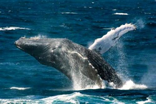 Синий-кит-животное-Описание-и-фото-синего-кита-6