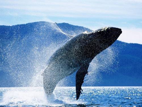 Синий-кит-животное-Описание-и-фото-синего-кита-8