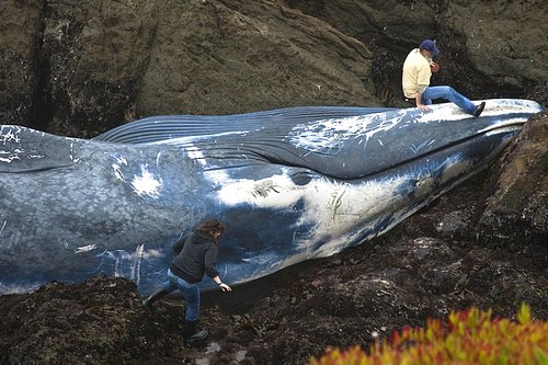 Синий-кит-животное-Описание-и-фото-синего-кита-10