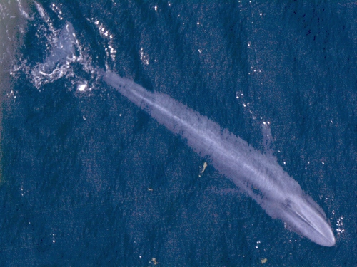 Синий-кит-животное-Описание-и-фото-синего-кита-3