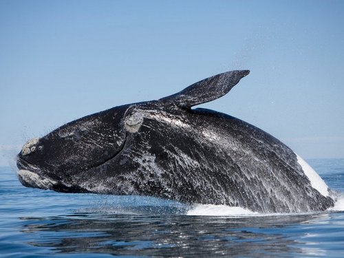 Синий-кит-животное-Описание-и-фото-синего-кита-4