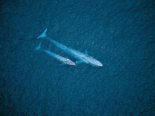 Синий-кит-животное-Описание-и-фото-синего-кита-9