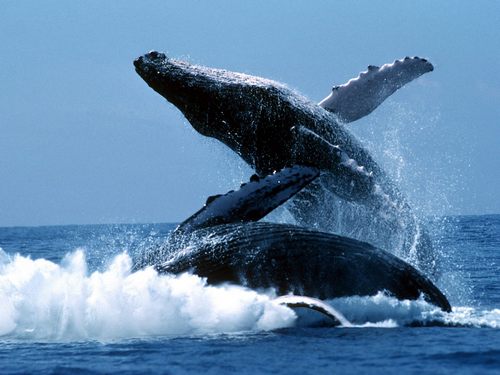 Синий-кит-животное-Описание-и-фото-синего-кита-5
