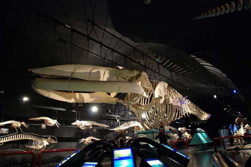 Синий-кит-животное-Описание-и-фото-синего-кита-13