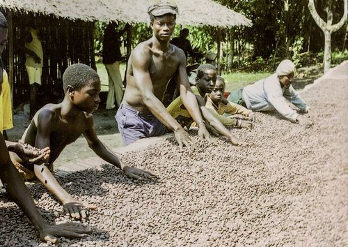 Какао-дерево-История-описание-польза-какао-4