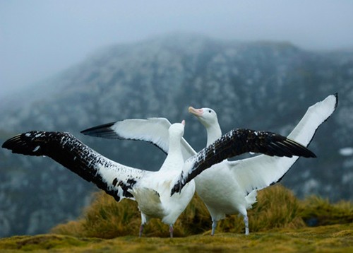 Странствующий-альбатрос-Описание-и-образ-жизни-странствующего-альбатроса-4