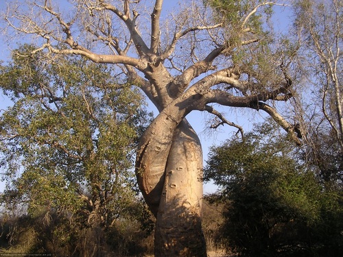 Баобаб-дерево-Описание-виды-баобаба-9