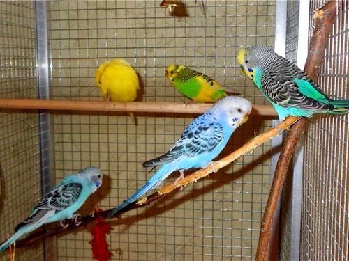 Волнистый-попугай-классификация-содержание-Описание-волнистых-попугайчиков-19