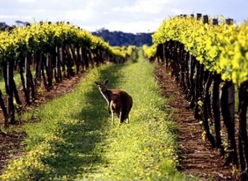 Австралийские-вина-Как-готовят-и-с-чем-пьют-вино-в-Австралии-1